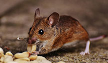 24 Hour & Emergency Exterminators in South Mccomb, MS